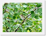 pajulintu  Willow Warbler * 800 x 601 * (420KB)